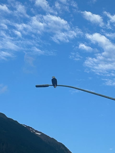 Bird perched on a wire above an Alaska hillside