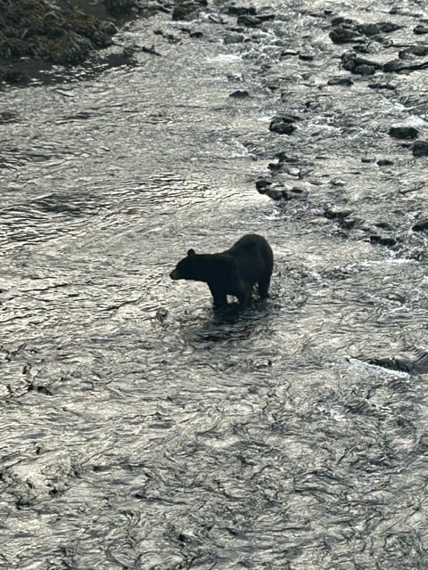 Black bear feeding in a shallow Alaska creek