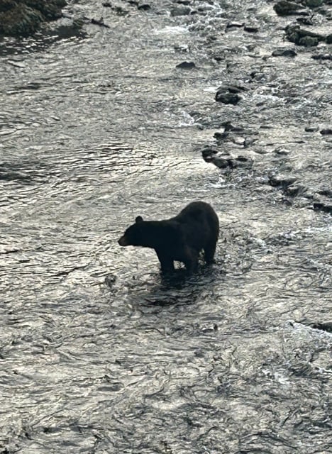Black bear walking through a shallow Alaska creek