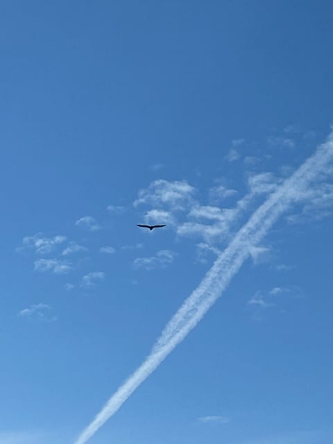 Contrail crossing a blue Alaska sky
