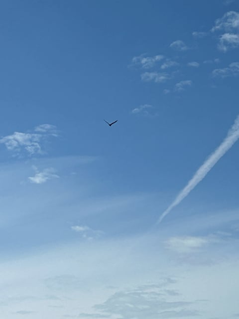 Seabird flying through a pale Alaska sky