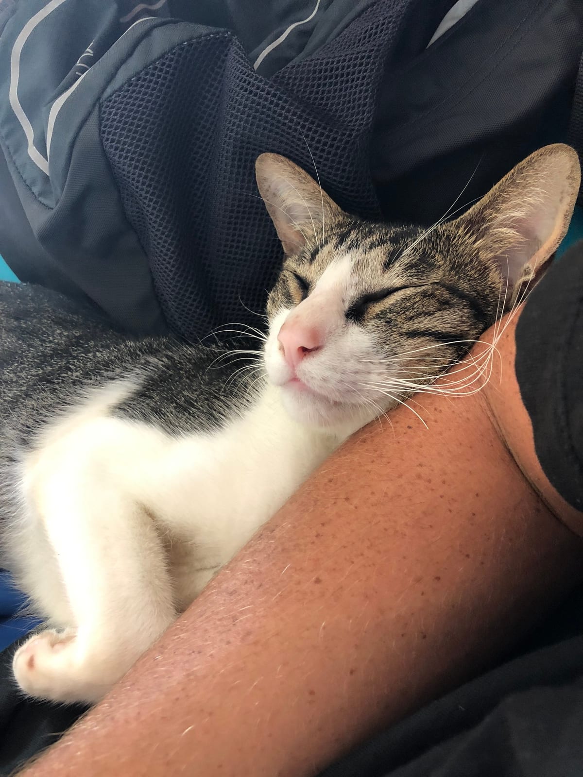 cat sitting in Bali