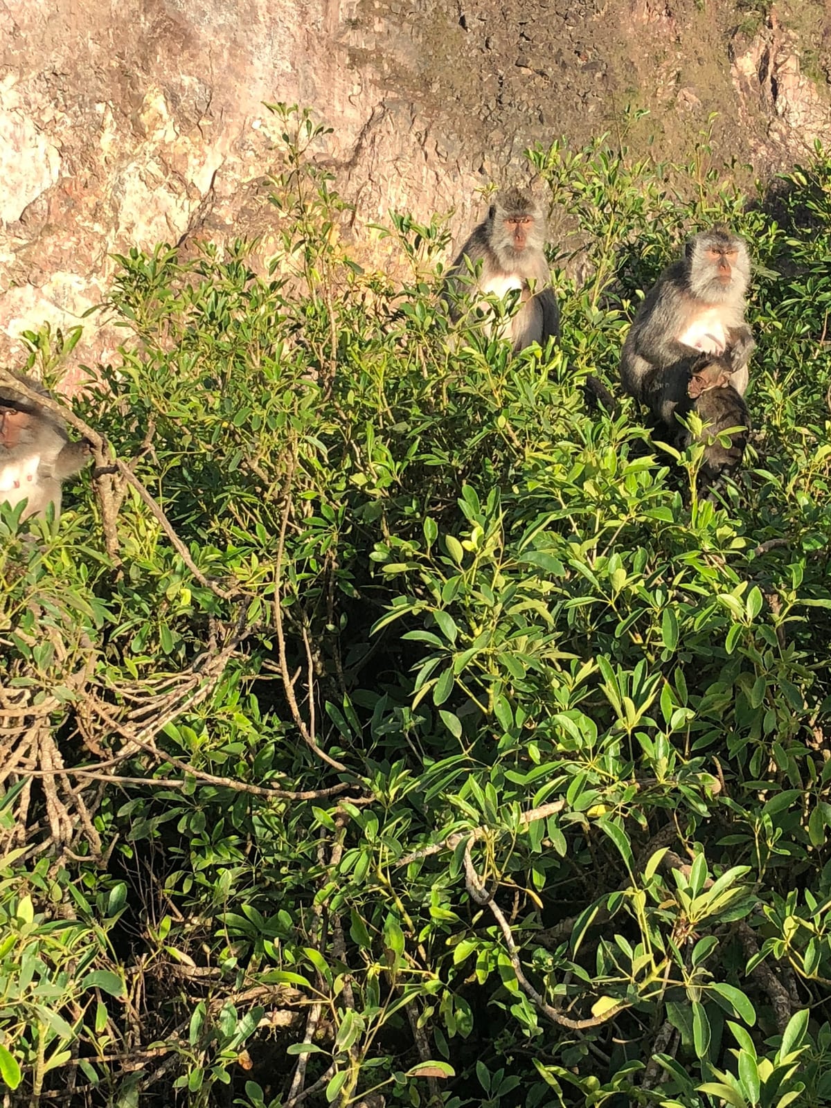 vegetation primate wildlife in Bali