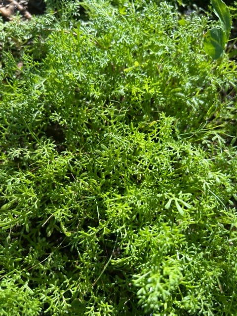 Dense green tomato foliage in a Phoenix backyard garden