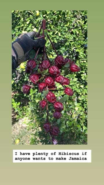 Ripening red fruit cluster on a backyard garden vine