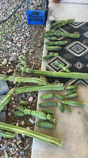 Raised bed with cucumbers and stepping pavers