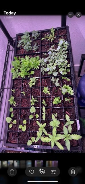 Seedlings growing in starter trays on a purple rack