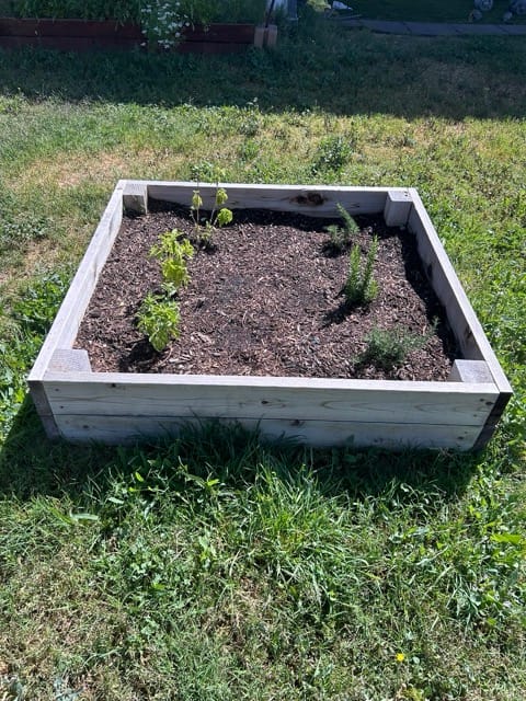 Raised black planter box with young seedlings