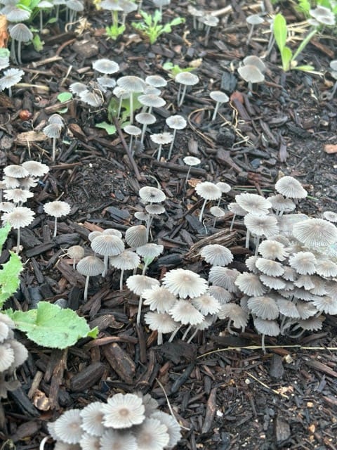 Mushroom caps growing in garden mulch