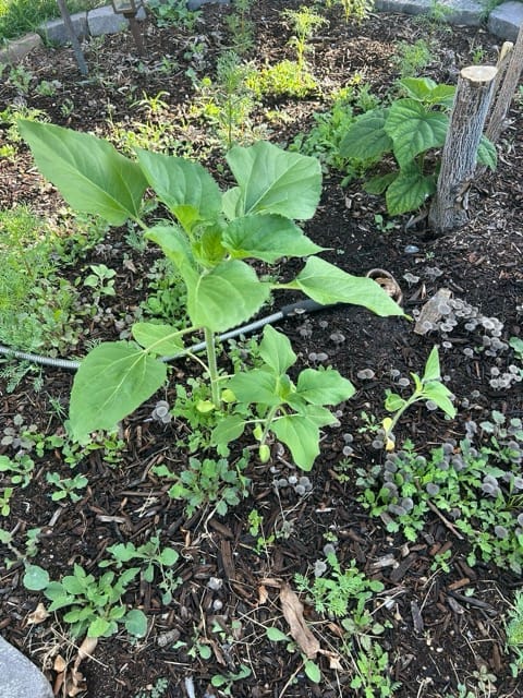 Young green seedling emerging from soil