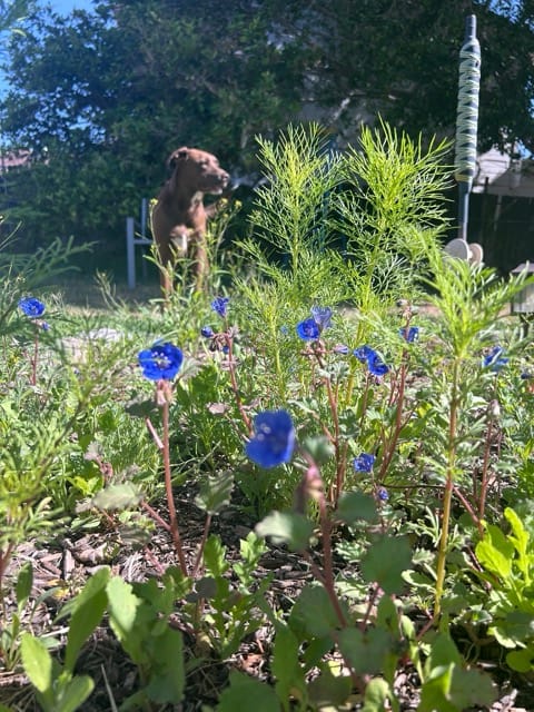 Wildflower bed with blue cornflowers and yellow blooms