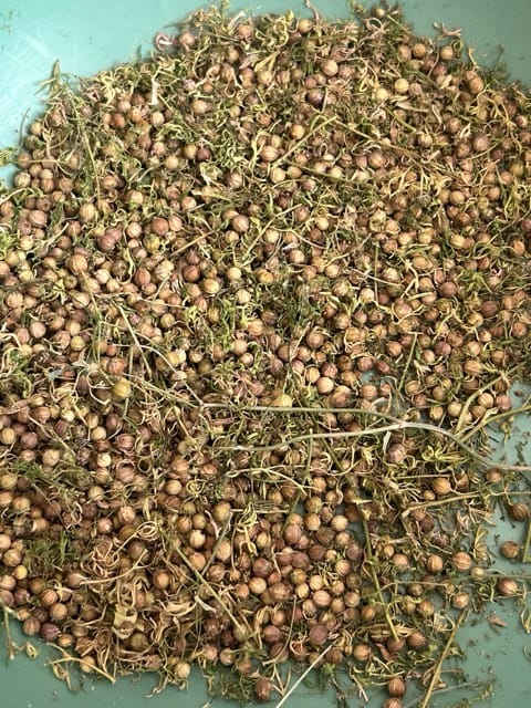 Seed-starting tray filled with soil and small sprouts