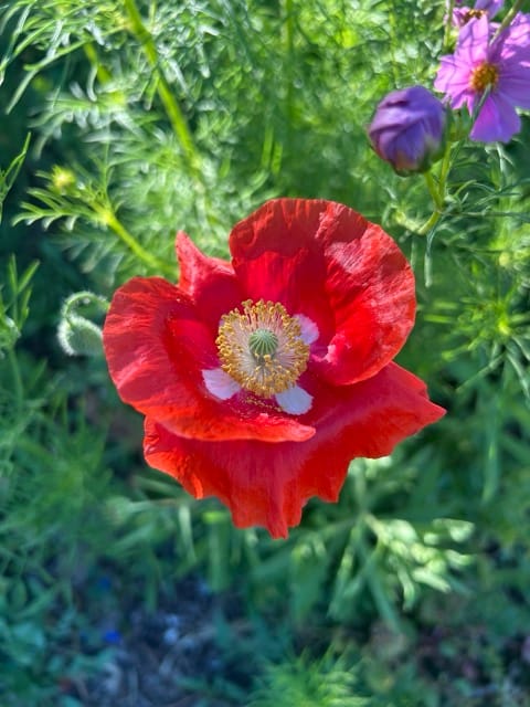 Red poppy bloom with a purple flower behind it