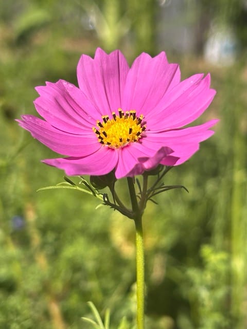 Pink cosmos flower in the garden