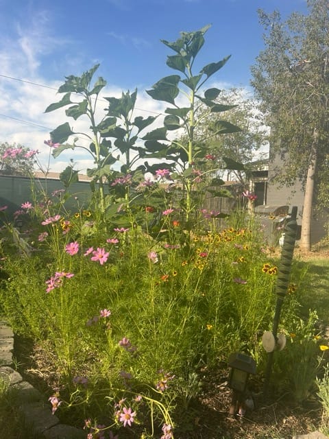 Backyard garden wildflowers and trees at dusk