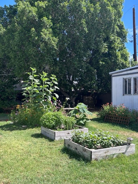 Raised beds and backyard garden path