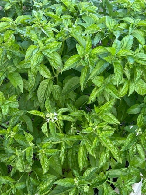 Lush green herb plant close-up