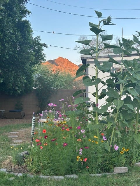 Tall sunflower stalks near the backyard patio