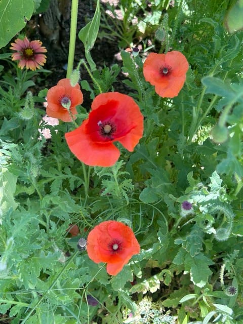 Red poppies blooming in a Phoenix garden