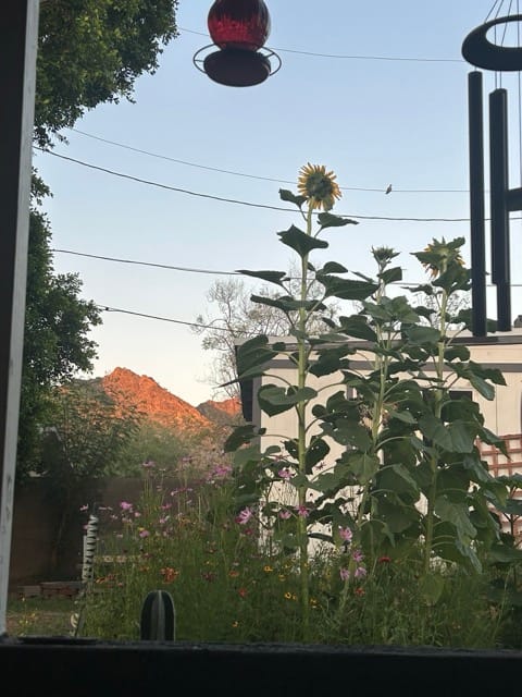 Tall sunflowers by the backyard wall at sunset