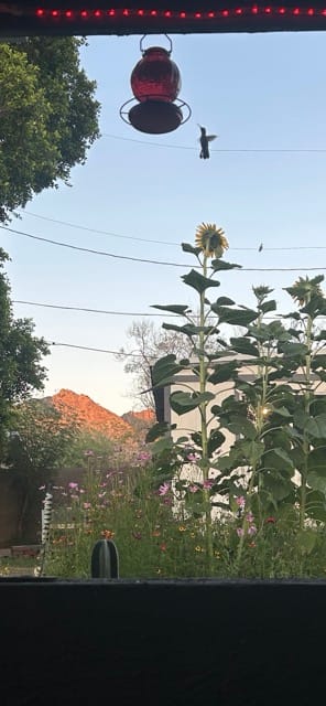 Sunflower heads against the evening sky