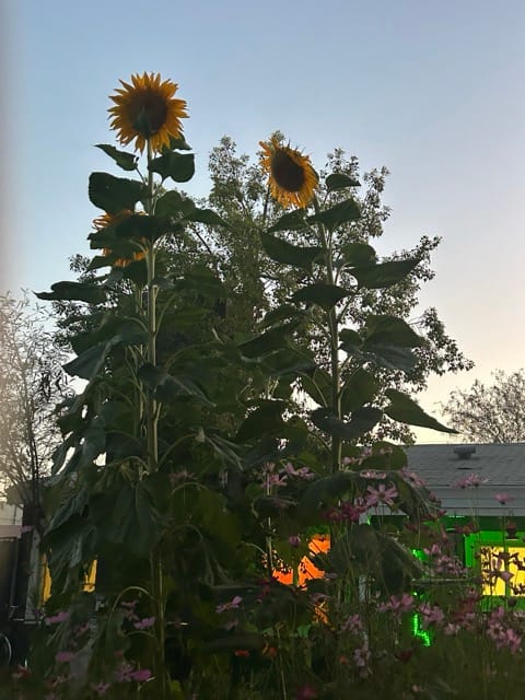 Sunflowers reaching above a backyard fence