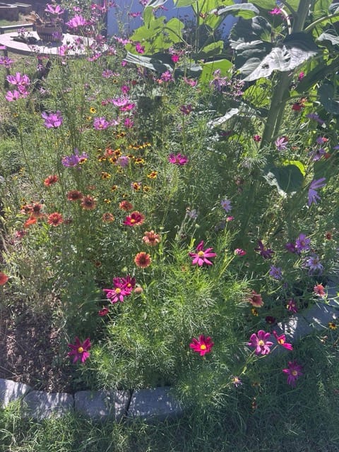 Mixed pink wildflowers and greenery in a garden bed