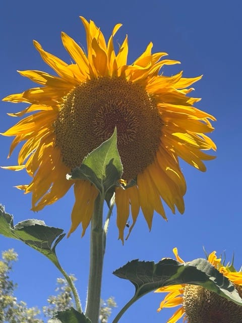 Sunflower face close-up under blue sky