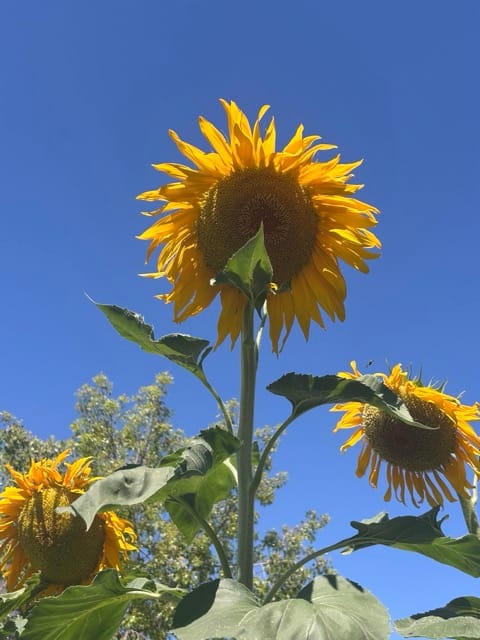 Tall sunflowers blooming in a Phoenix backyard