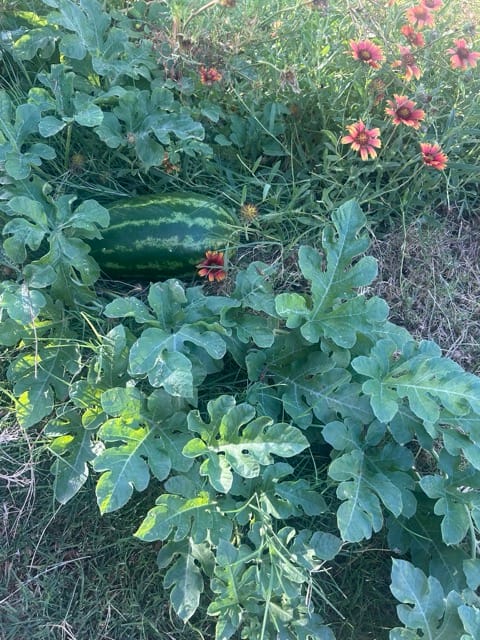 Dense leafy greens in a garden bed