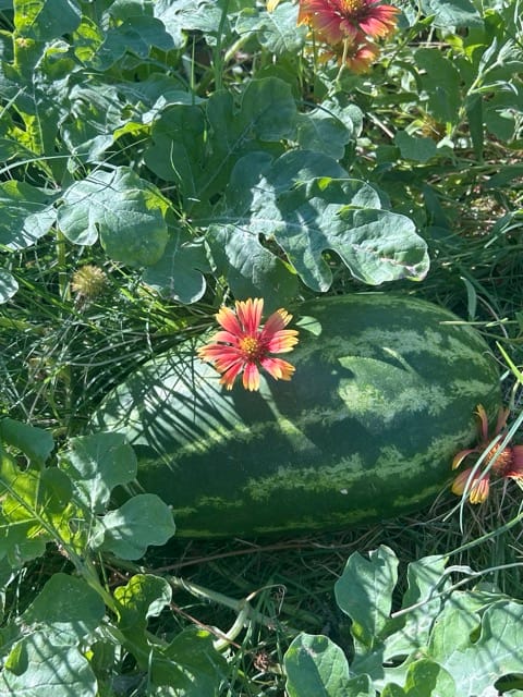 Zucchini blossoms and squash leaves in the garden