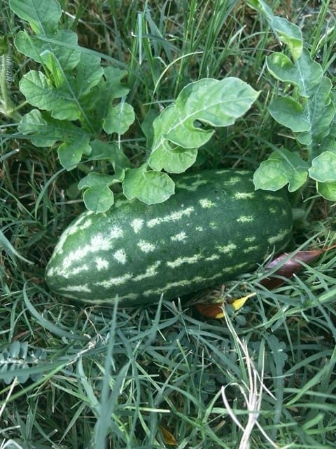 Green striped squash growing under leaves