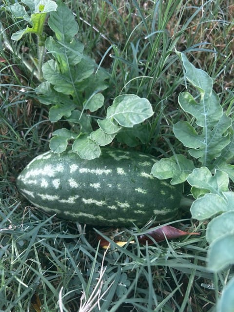 Striped squash nestled in garden foliage