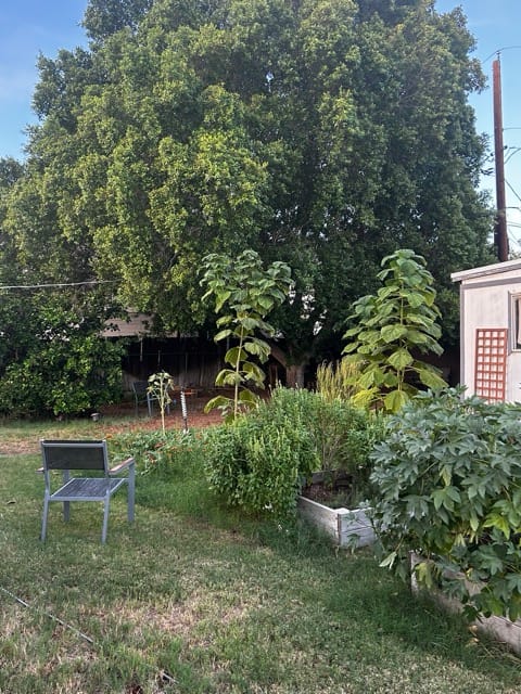 Backyard raised beds with vegetable plants