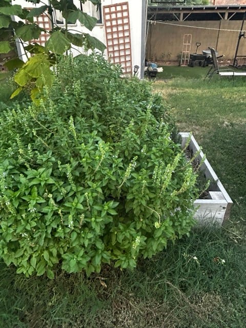 Long raised bed filled with mature greens