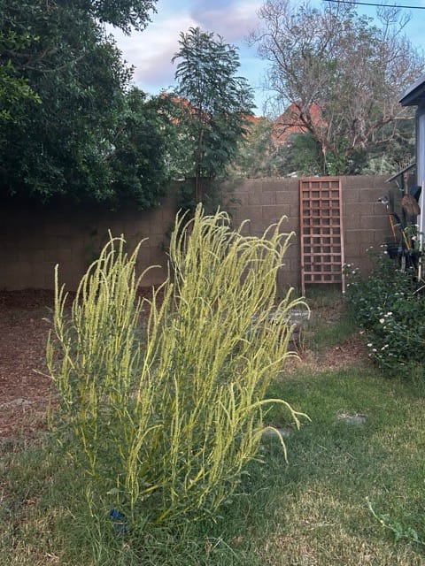 Ornamental grass beside a backyard fence