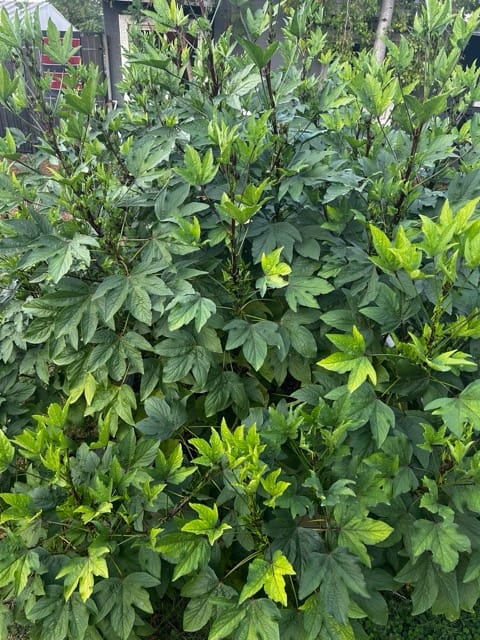 Citrus tree leaves in a Phoenix backyard