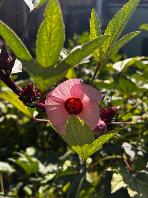 Pomegranate growing on a tree branch