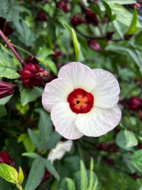 White hibiscus flower with red center
