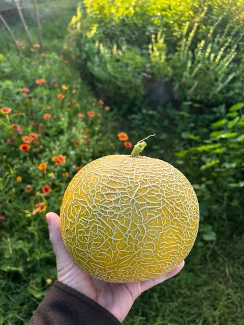 Melon held in hand in a backyard garden