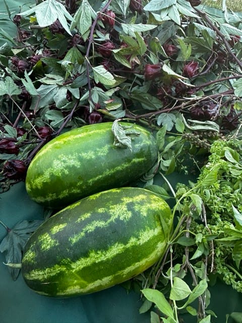 Green cucumbers on a garden vine