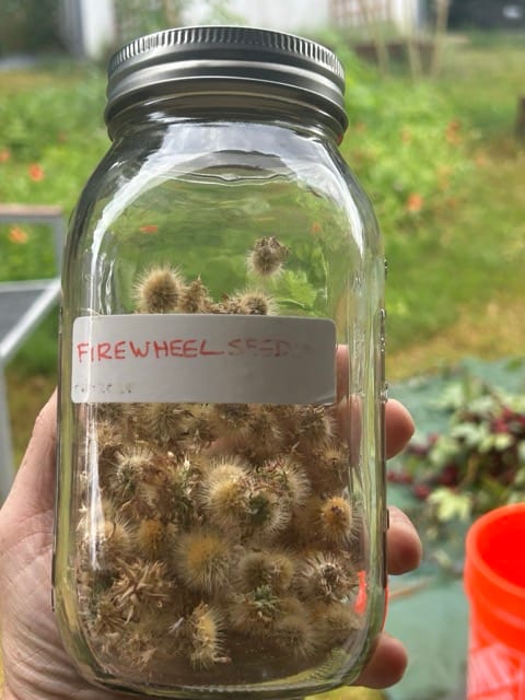 Jar labeled with saved garden seeds