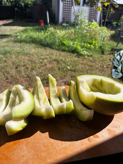 Sliced green squash from a backyard harvest