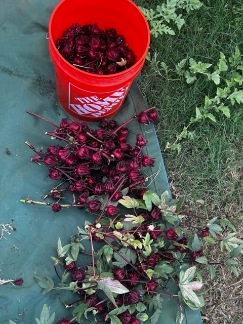 Harvested roselle calyces in a red bucket