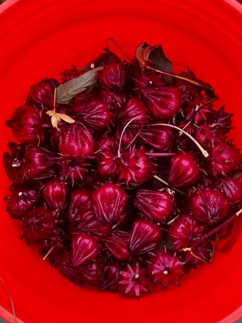 Close-up pile of red roselle harvest
