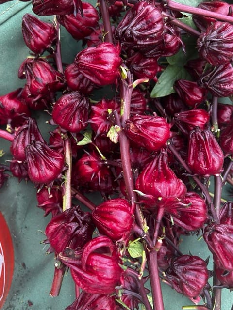 Harvested roselle calyces filling a bowl