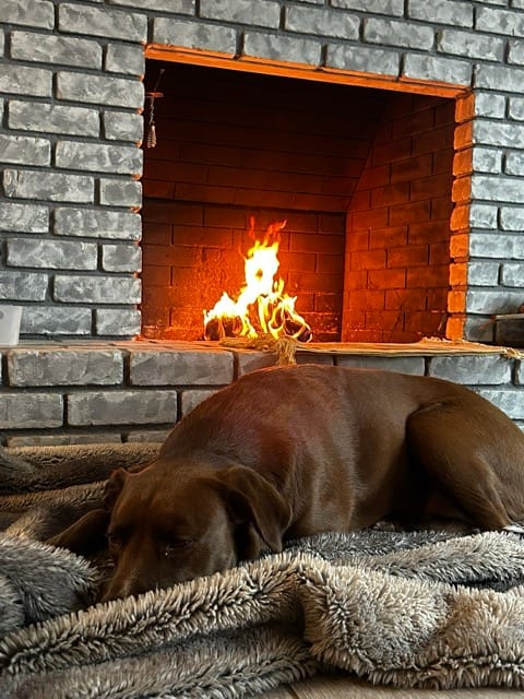 Dog resting by a fireplace