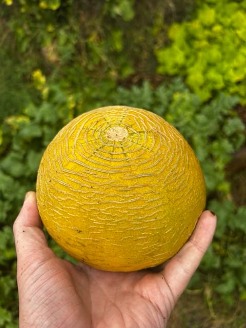Round yellow melon held in hand