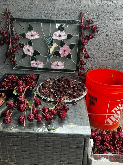 Bucket and tray filled with roselle harvest