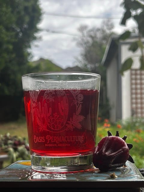 Jar of red hibiscus tea beside roselle harvest